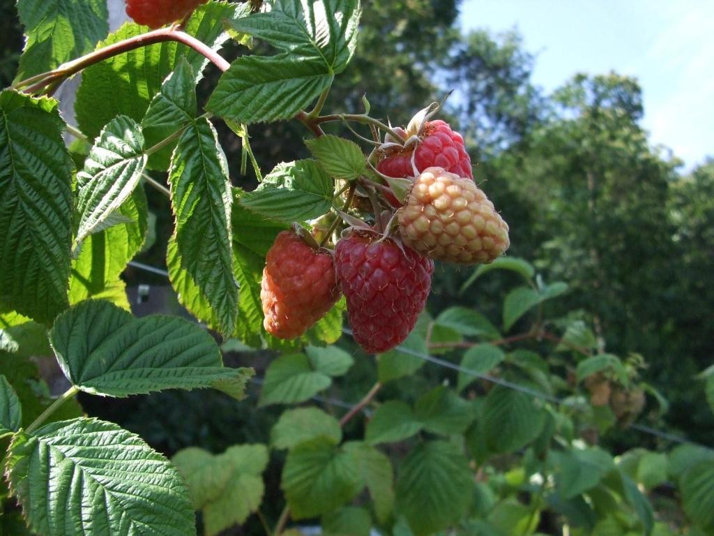 Agriturismo Cascina Rossano Provaglio d'Iseo Exteriér fotografie