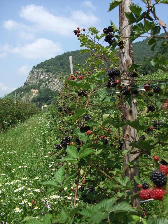 Agriturismo Cascina Rossano Provaglio d'Iseo Exteriér fotografie
